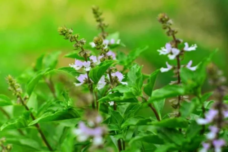 5 coisas que você pode fazer com flores de manjericão não jogue fora