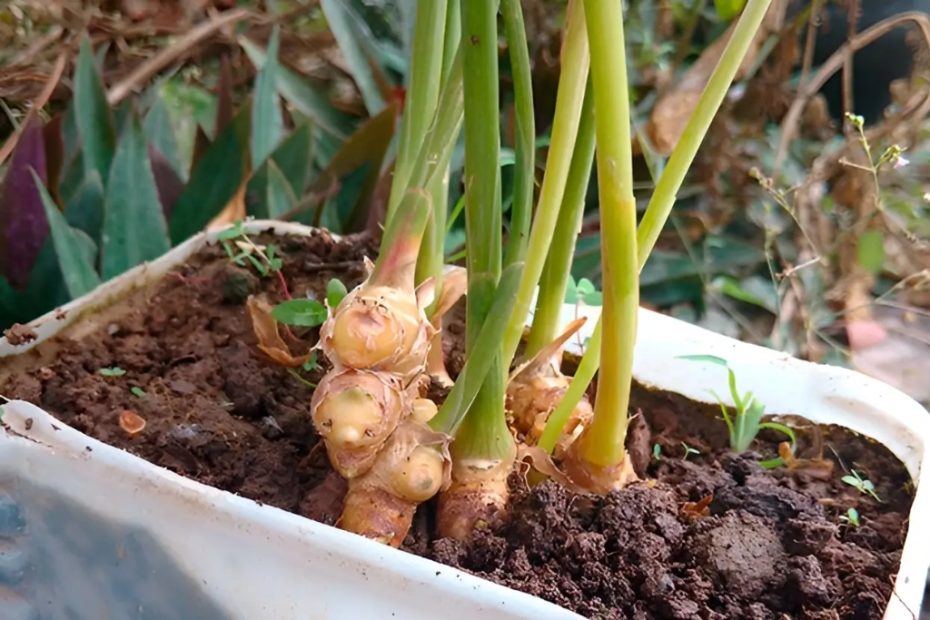 Veja como cultivar gengibre em casa para tê-lo infinitamente