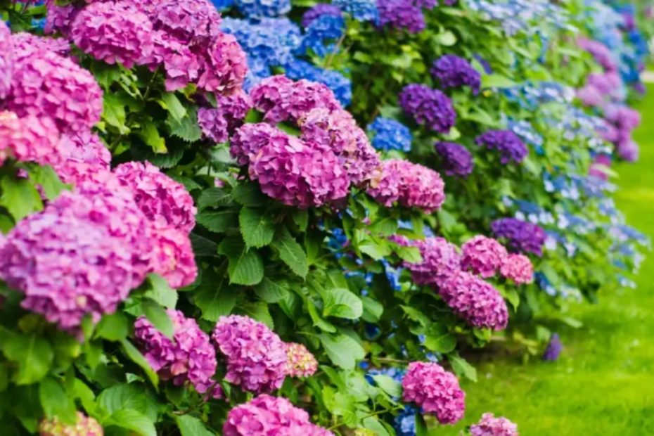 Como conseguir hortensias coloridas o conselho muito simples de um jardineiro experiente!