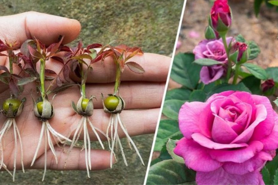 Como cultivar rosas a partir do cálice da rosa um guia passo a passo