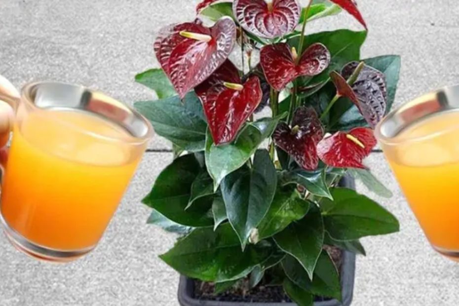 Uma bomba de floracao natural para anturio pode durar ate 15 anos