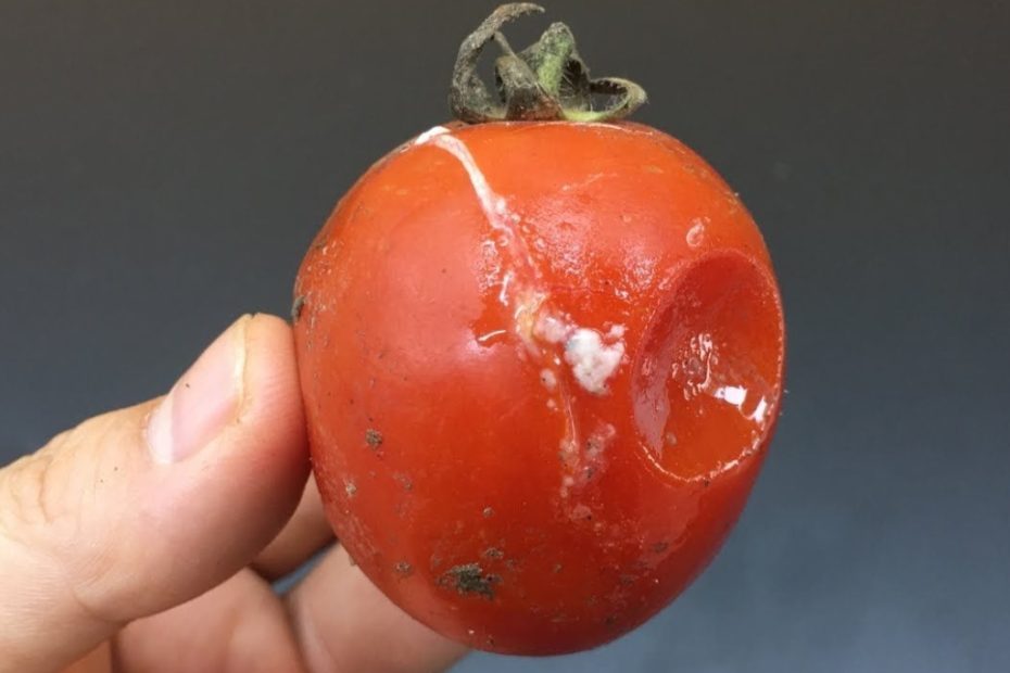 Nao jogue fora tomates estragados