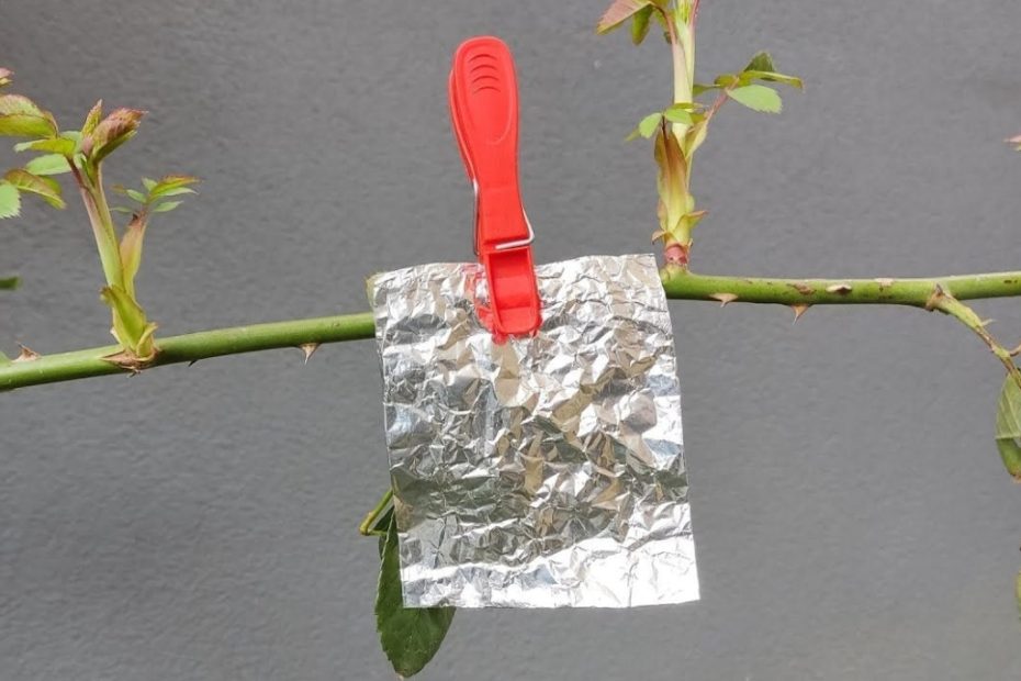 Pendure papel aluminio em um galho